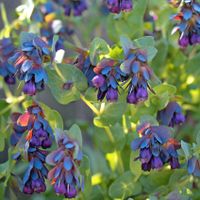 10 Samen Cerinthe major,Große Wachsblume,Lila,Purpur,Bienen Saarland - Großrosseln Vorschau