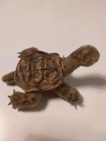 Vintage Steiff Schildkröte SLO? Bielefeld - Bielefeld (Innenstadt) Vorschau