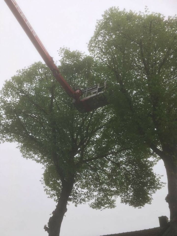 Bäume Fällungen, Baumfällung,  Wurzel fräsen, Hecke schneiden. in Essen