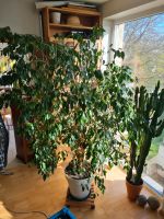 Ficus Benjamini gesund und kräftig 2m hoch Rheinland-Pfalz - Montabaur Vorschau