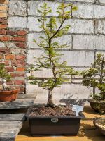 Bonsai Umweltmammut Baum Sachsen-Anhalt - Wittenberg Vorschau