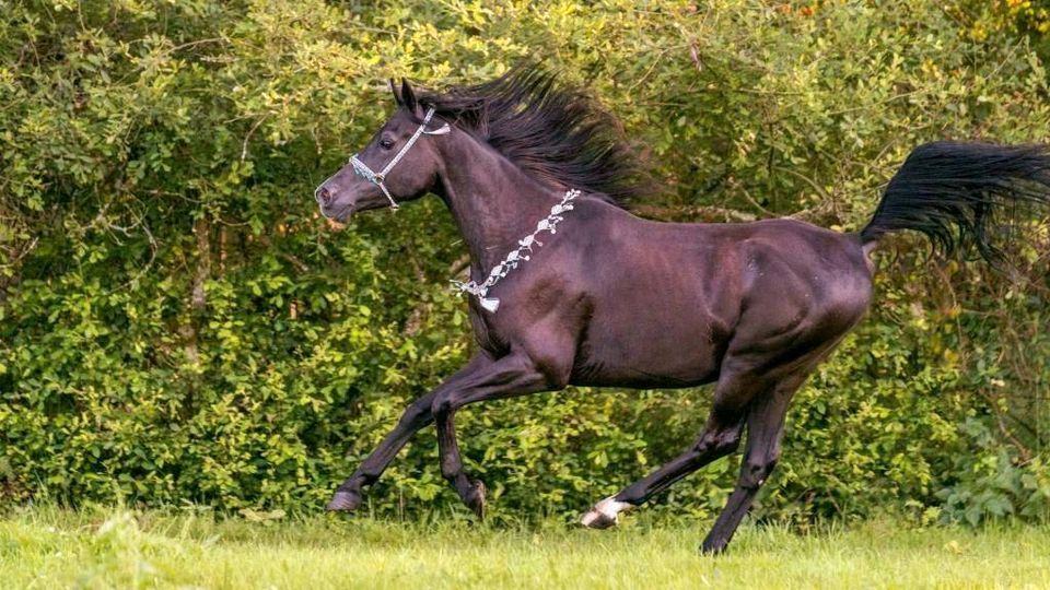 Reitbeteiligung und Pflegebeteiligung (Pferd sucht Reiter) in Winsen (Luhe)