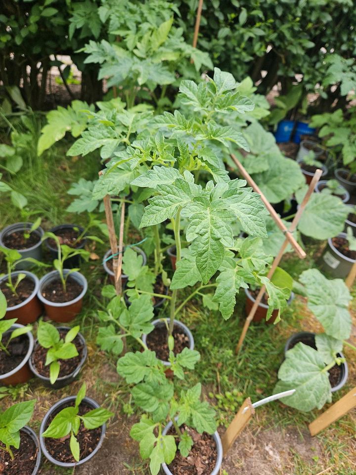 Rispe, Cherry und wenig Balkon- Tomaten in Celle