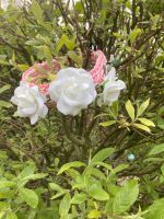 Halsband Paracord Blumen Hochzeit Mecklenburg-Vorpommern - Klausdorf Vorschau