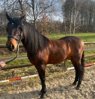 Schicker Andalusier Wallach, 11 Jahre, 158cm Nordrhein-Westfalen - Reichshof Vorschau