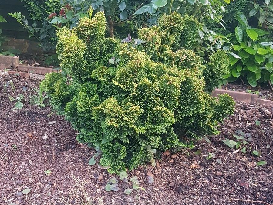 Garten Bäumchen Hecke in Troisdorf