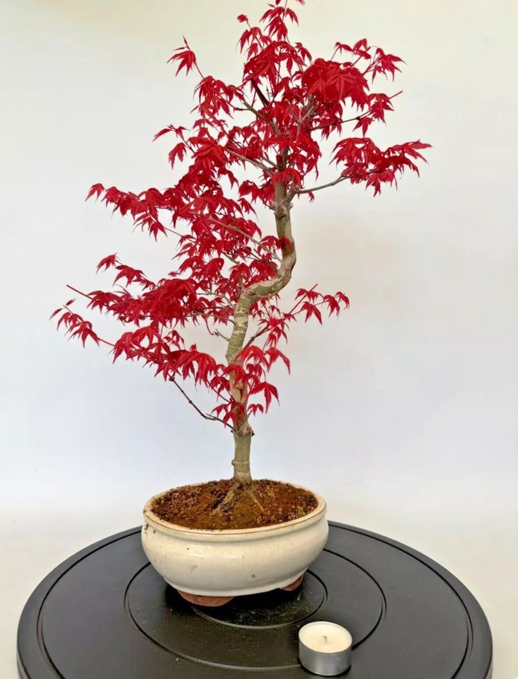 Bonsai Acer Palmatum Deshojo. 2 verschiedene. Preis pro Stück in Böhl-Iggelheim