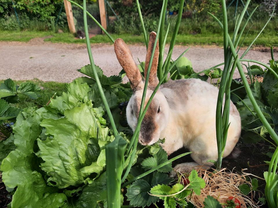 Rex Kaninchen Bock in Dötlingen