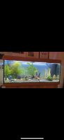 Juwel Aquarium 240 L Nordrhein-Westfalen - Hamm Vorschau