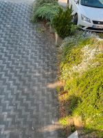 Gartenpflege gesucht: Unkraut, Laub entfernen , aufhübschen Wandsbek - Hamburg Sasel Vorschau