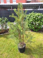 Säulenkiefern - Pinus Silvestris Fastigiata (110-120cm) Bayern - Feucht Vorschau