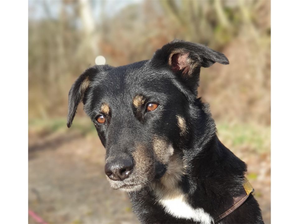 Django - hübscher Bub sucht Zuhause! in Geiselwind