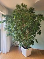 Prachtvoller Ficus benjamini inkl. Lechuza Bewässerungssystem Baden-Württemberg - Reichenbach an der Fils Vorschau