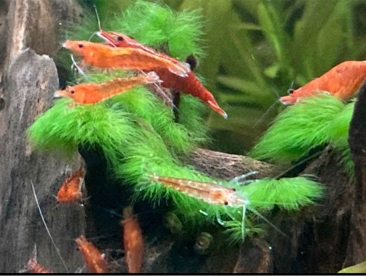 Neocaridina Zwerggarnelen sakura / red fire in München