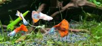 Junge Guppys Niedersachsen - Hagen am Teutoburger Wald Vorschau