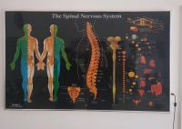 Digitale Tafel / Nervensystem (ENG.) Niedersachsen - Delmenhorst Vorschau