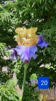 Schwertlilie Iris Leipzig - Thekla Vorschau