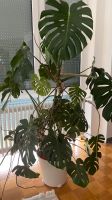 Monstera Philodendron Pflanze Large Zimmerpflanze ca.200 cm Hessen - Heusenstamm Vorschau