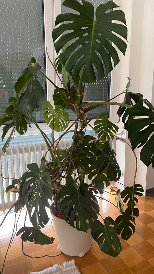 Monstera Philodendron Pflanze Large Zimmerpflanze ca.200 cm in Heusenstamm