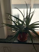 Aloe Vera-Pflanze, Zimmerpflanze Kreis Pinneberg - Elmshorn Vorschau