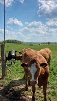 Rinder und Absetzer Nordrhein-Westfalen - Rheinbach Vorschau