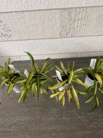 Zimmerpflanze Hoya Wayetii Variegata Jungpflanze Nordrhein-Westfalen - Menden Vorschau
