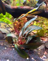 Bucephalandra Serimbu Brown Niedersachsen - Celle Vorschau