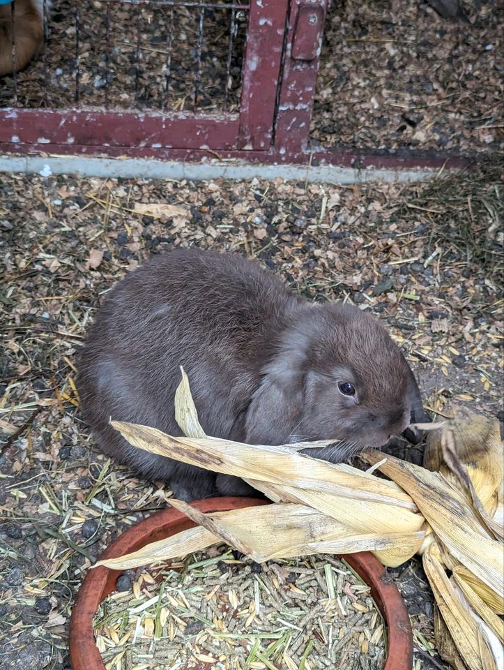 Kaninchen Mini lop Widder in Fintel