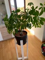 Pflanze schefflera Bayern - Lichtenfels Vorschau