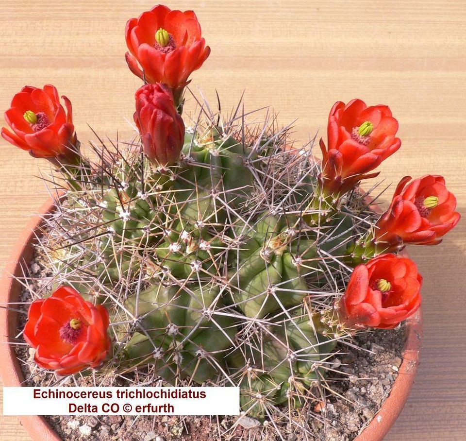 Seltene winterharte Echinocereen / Kakteen zu verkaufen in Sondershausen