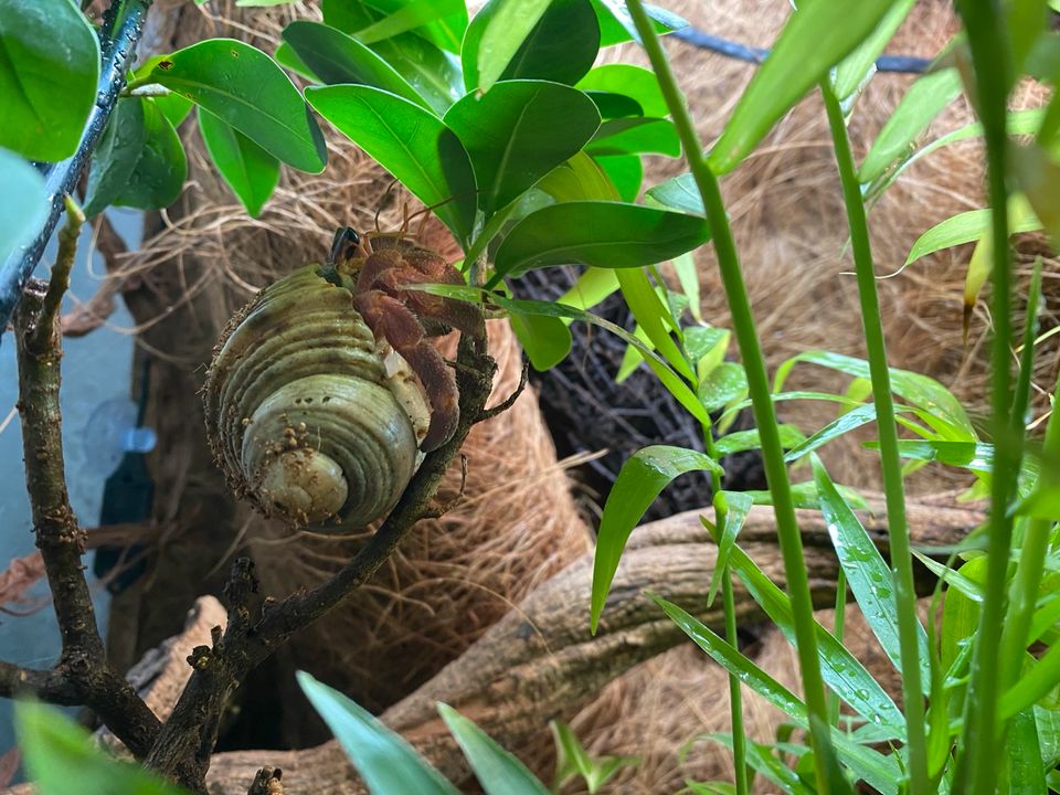 Exoterra Terrarium groß mit Landeinsiedlerkrebsen Regenanlage in Büdelsdorf