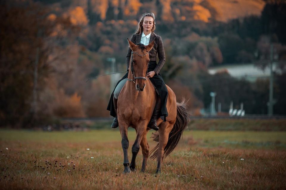 Reitunerricht & Beritt in Miltenberg