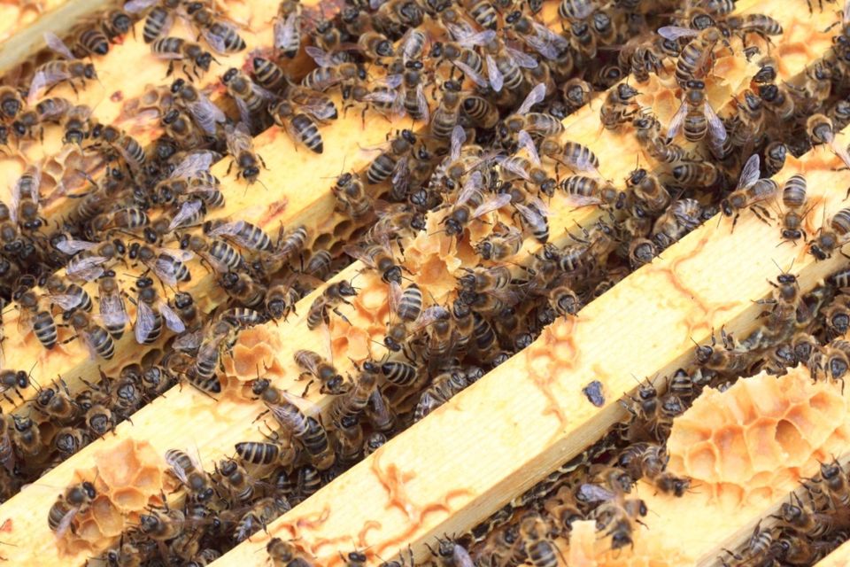 Bienen Ableger in Nürnberg (Mittelfr)