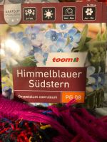 Himmelblauer Südstern blaue Seidenblume Saatgut Samen neu!!! Nordrhein-Westfalen - Mönchengladbach Vorschau