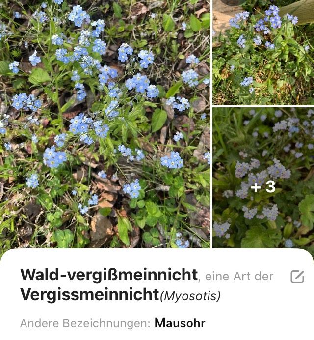 Wald- vergißmeinicht Mausohr Pflanze in Rostock