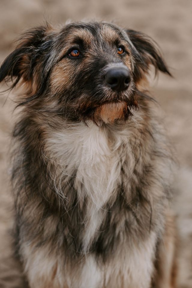 *Jerry* -Lebensfreude pur in Elmshorn