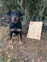 Deutscher Jagdterrier Hündin ZP, GP voll brauchbar Hessen - Gießen Vorschau