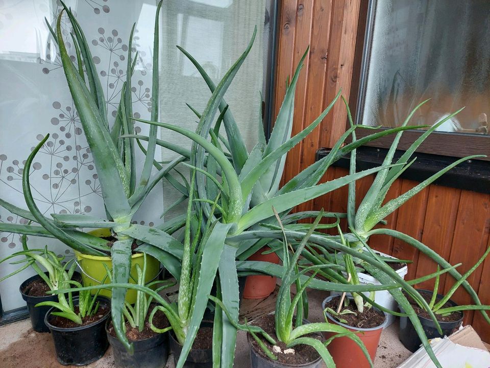 Aloe Vera Pflanze - Letzte Chance in Nattheim