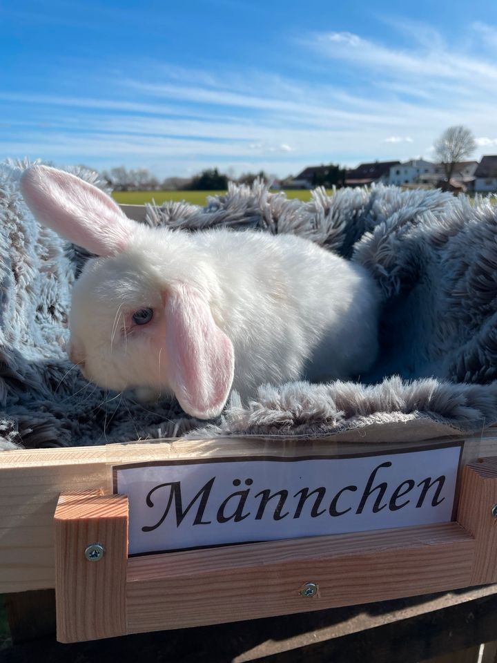 Zwergwidder Bock in Ingolstadt