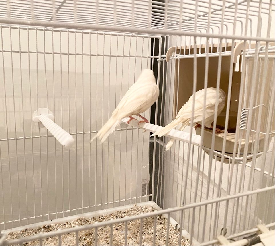 Kanarienvögel Weiß rezessiv Pärchen in Essen