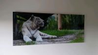 Großes Glasbild sibirischer Tiger wie neu Bild Wandbild Design Niedersachsen - Braunschweig Vorschau