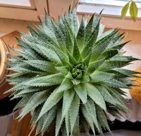 Aloe gesundes großes Exemplar 27 cm Durchmesser Chemnitz - Markersdorf Vorschau