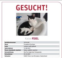 Katze gesucht, entlaufen Thüringen - Erfurt Vorschau