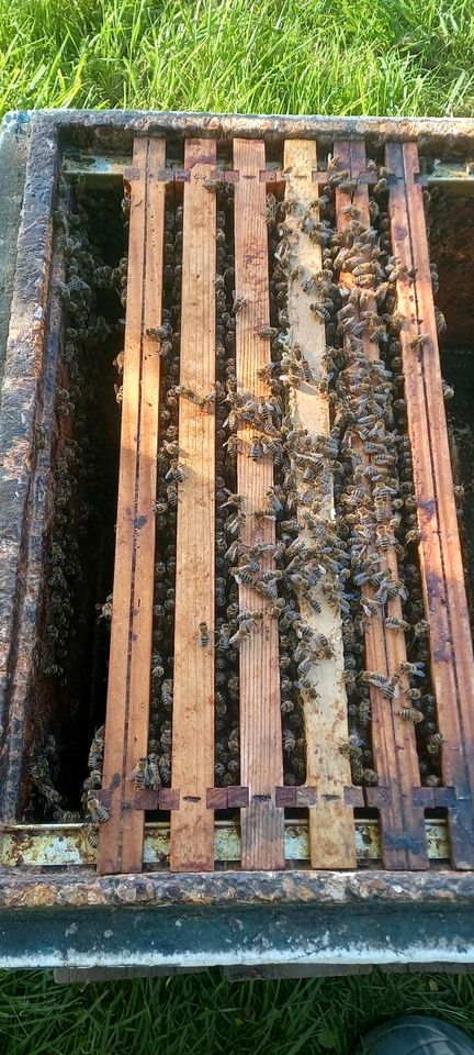 Bienenschwarm 30.4 Carnica Imkerei 10 Waben Zander in Perlesreut