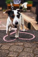 Jack Russel Terrier Mix abzugeben Nordrhein-Westfalen - Bad Berleburg Vorschau