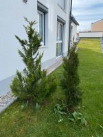 2 Thuja zum verkaufen Aubing-Lochhausen-Langwied - Aubing Vorschau