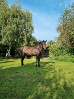 Reitbeteiligung für eine 9 jährige Stute Nordrhein-Westfalen - Bönen Vorschau