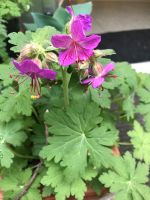 Storchenschnabel Geranium ☺️Staude winterhart Bodendecker Rheinland-Pfalz - Mainz Vorschau