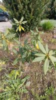 Rhododendron Herzogtum Lauenburg - Groß Grönau Vorschau