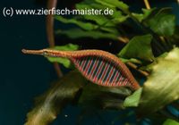 Microphis deocata, Schmuck Süßwassernadel Nordrhein-Westfalen - Hürth Vorschau